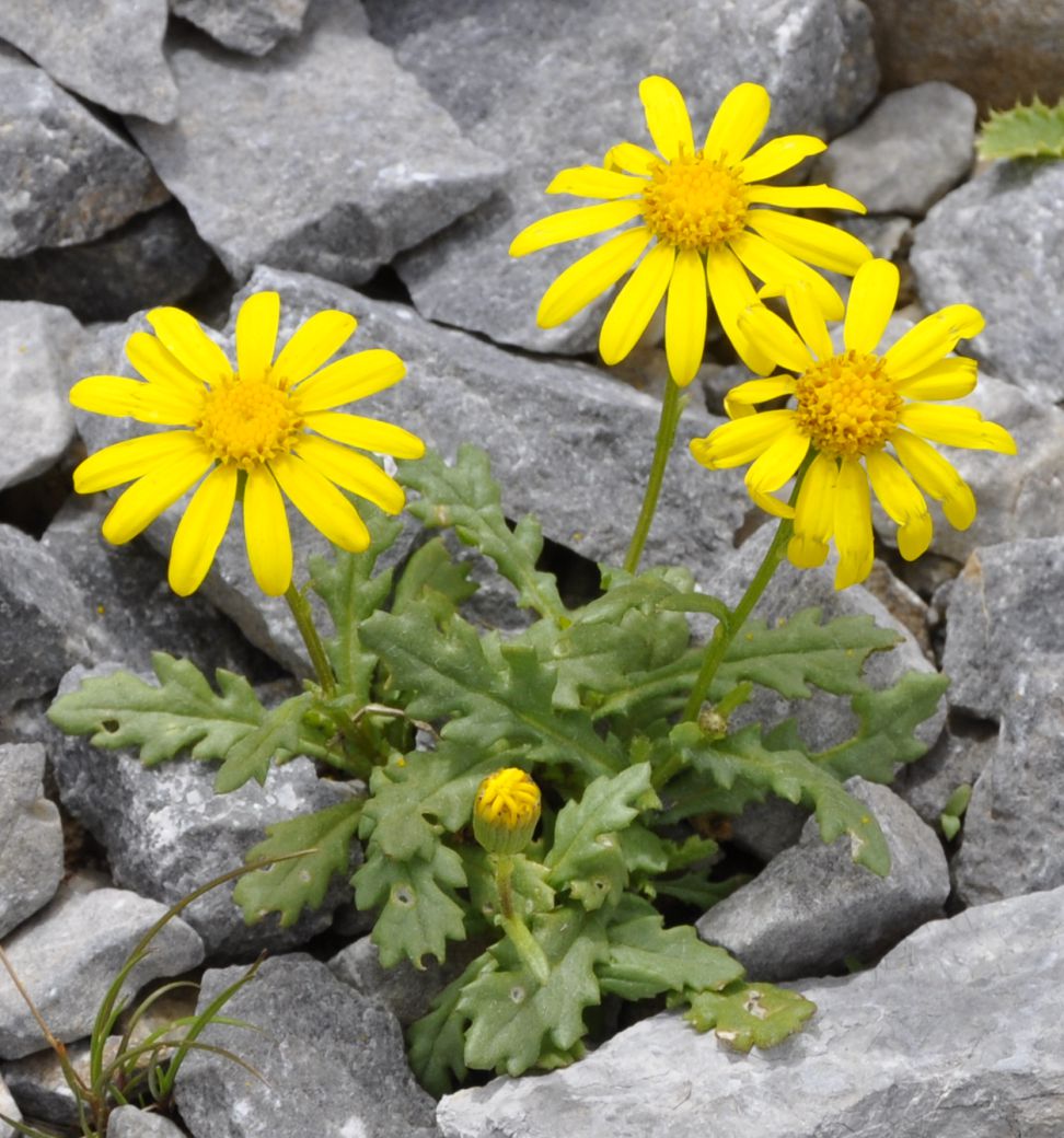 Image of Senecio squalidus specimen.