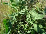 Centaurea scabiosa. Нижние листья. Республика Мордовия, Большеберезниковский р-н, окр. с. Вейсэ, открытый склон с выходами мергелисто-меловых пород. 5 августа 2016 г.