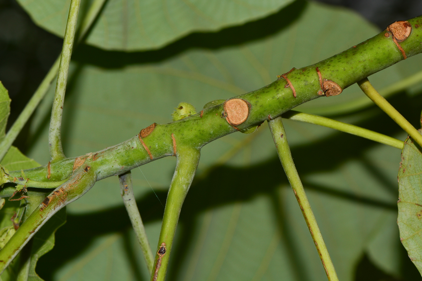 Image of Excoecaria agallocha specimen.