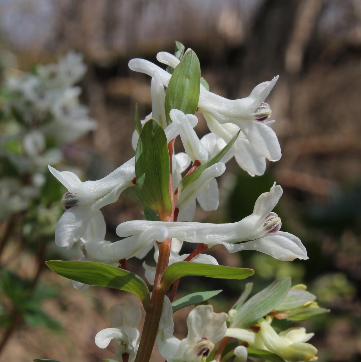 Image of Corydalis caucasica specimen.