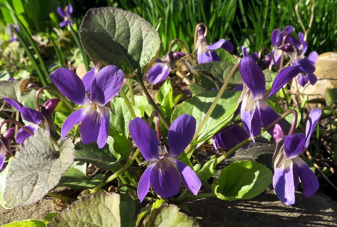 Image of Viola odorata specimen.