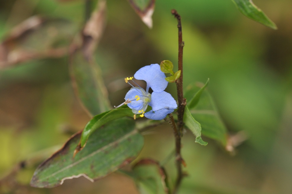 Image of Commelina diffusa specimen.