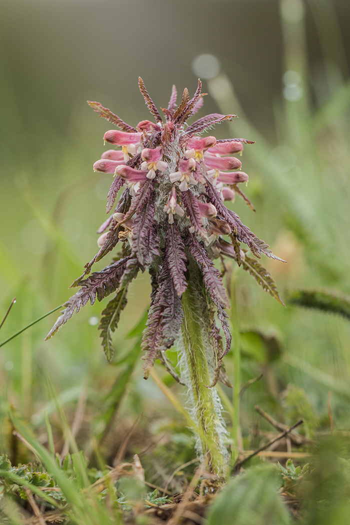 Image of Pedicularis wilhelmsiana specimen.