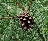 Pinus sylvestris. Созревшая шишка. Московская обл., Раменский р-н, окр. дер. Хрипань, садовый участок. 23.05.2017.