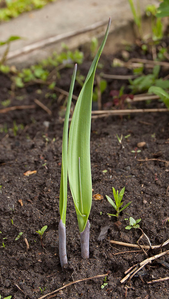 Image of genus Allium specimen.