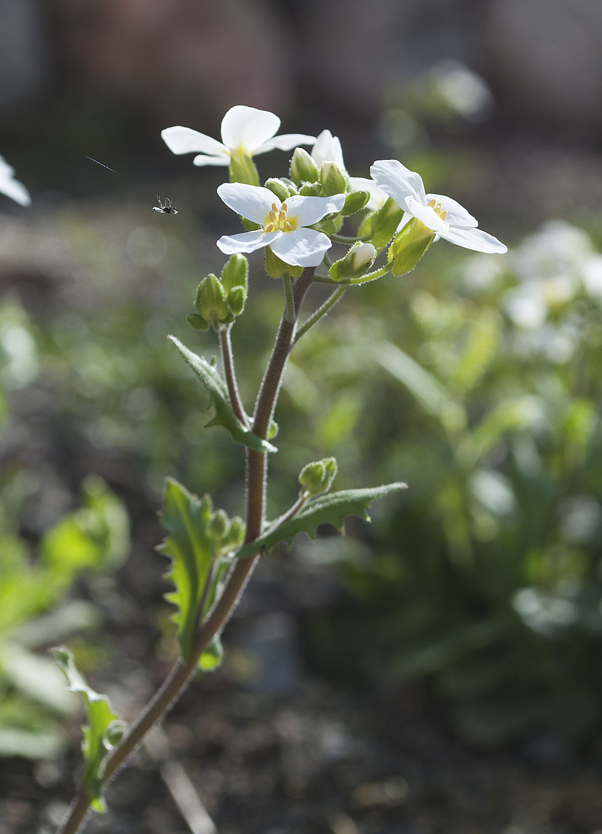 Image of Arabis caucasica specimen.