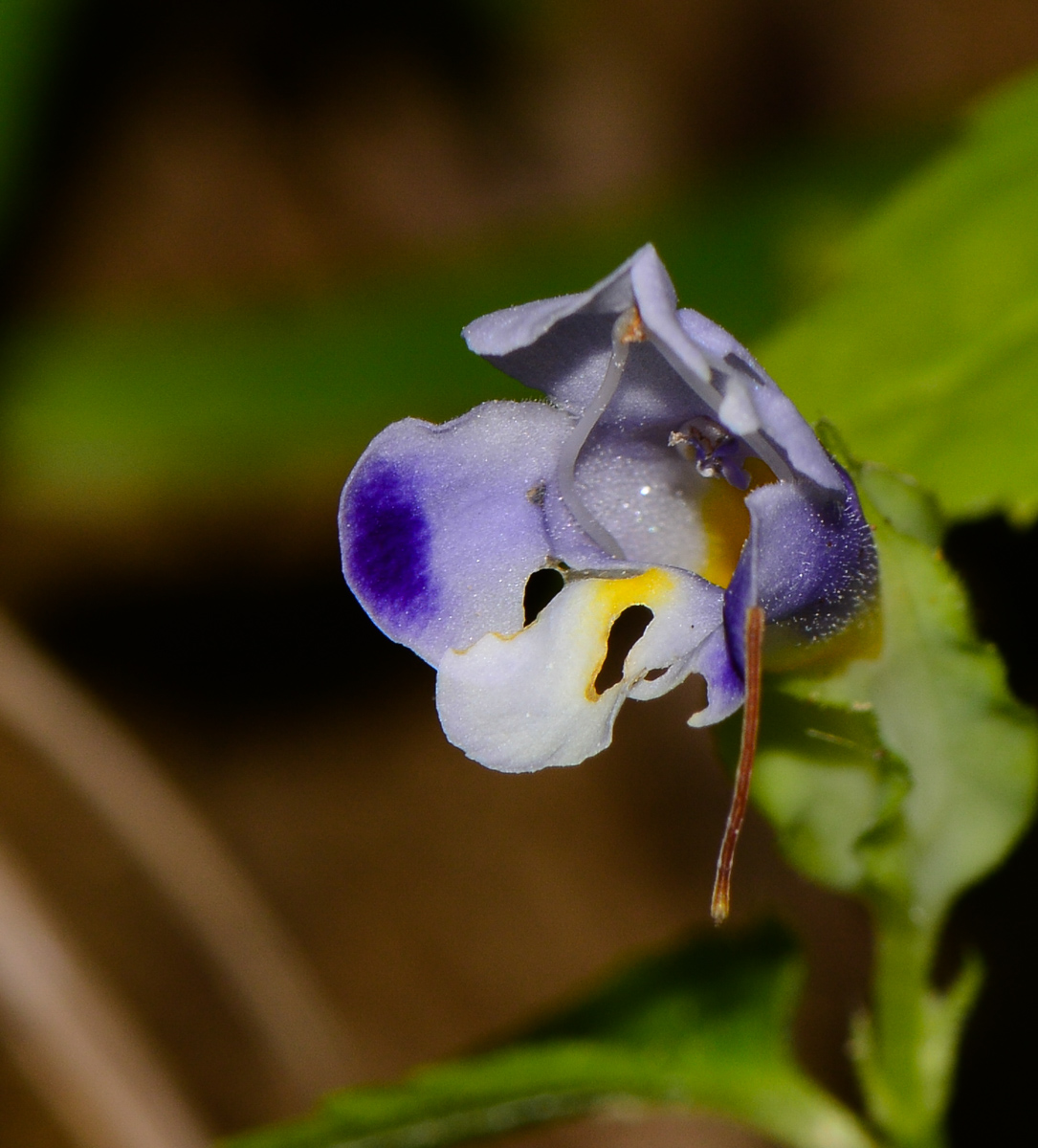 Изображение особи Torenia violacea.