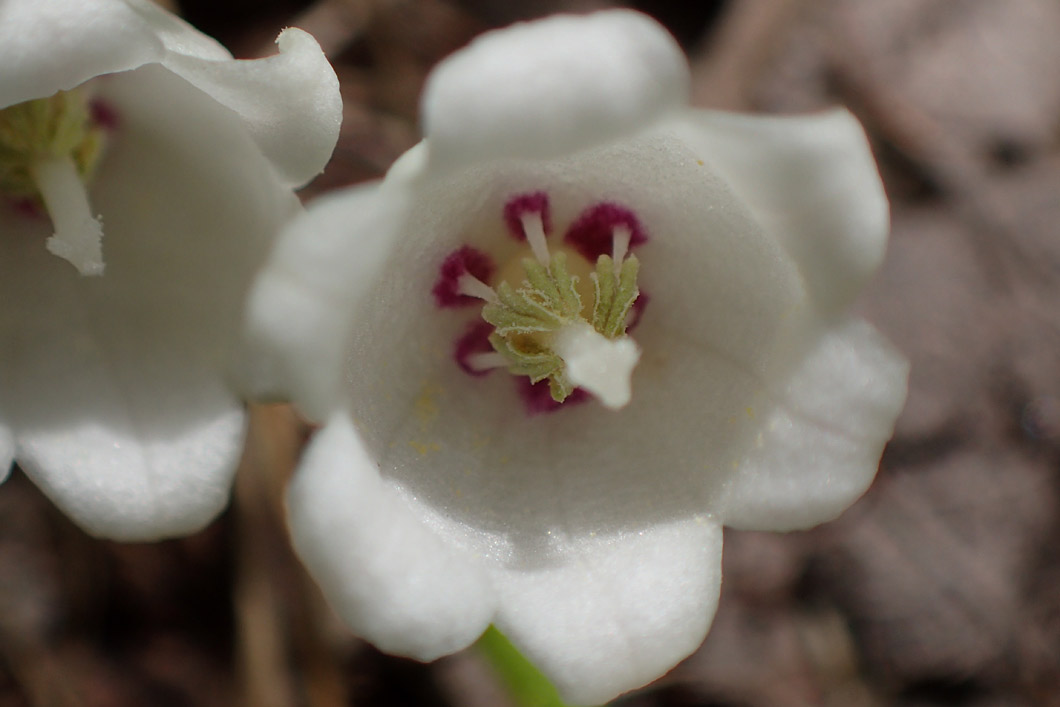 Image of Convallaria majalis specimen.