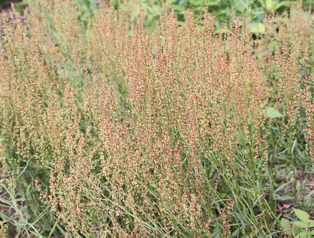 Image of Rumex acetosella specimen.