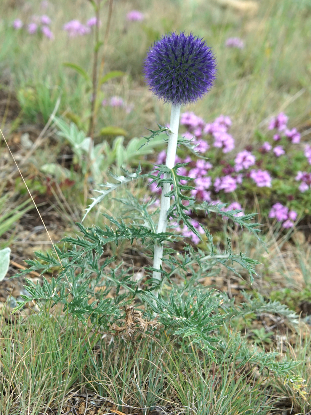 Изображение особи Echinops ruthenicus.