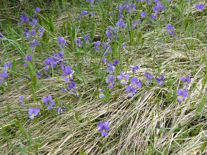 Изображение особи Viola oreades.