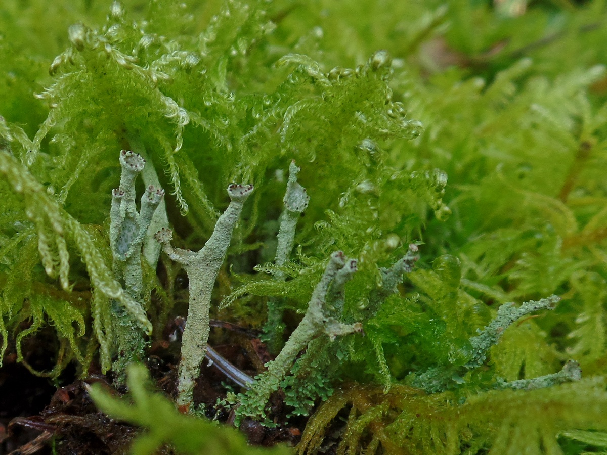 Image of genus Cladonia specimen.