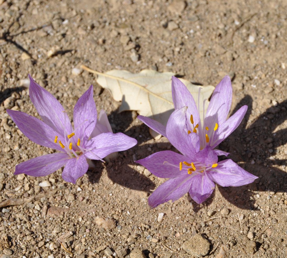 Изображение особи Colchicum chalcedonicum.