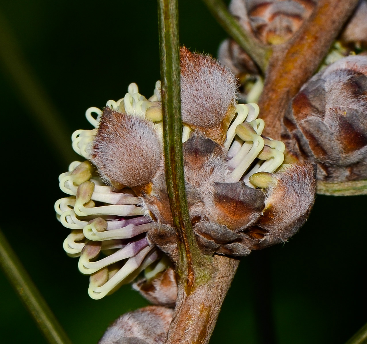 Image of Hakea scoparia specimen.