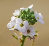 Image of taxon representative. Author is Евгений Спиваковский