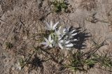 Ornithogalum navaschinii. Цветущее растение. Азербайджан, заповедник Гобустан, гора Беюк-даш. 3 апреля 2017 г.