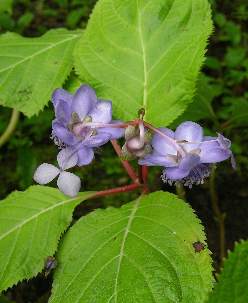 Изображение особи Hydrangea caerulea.