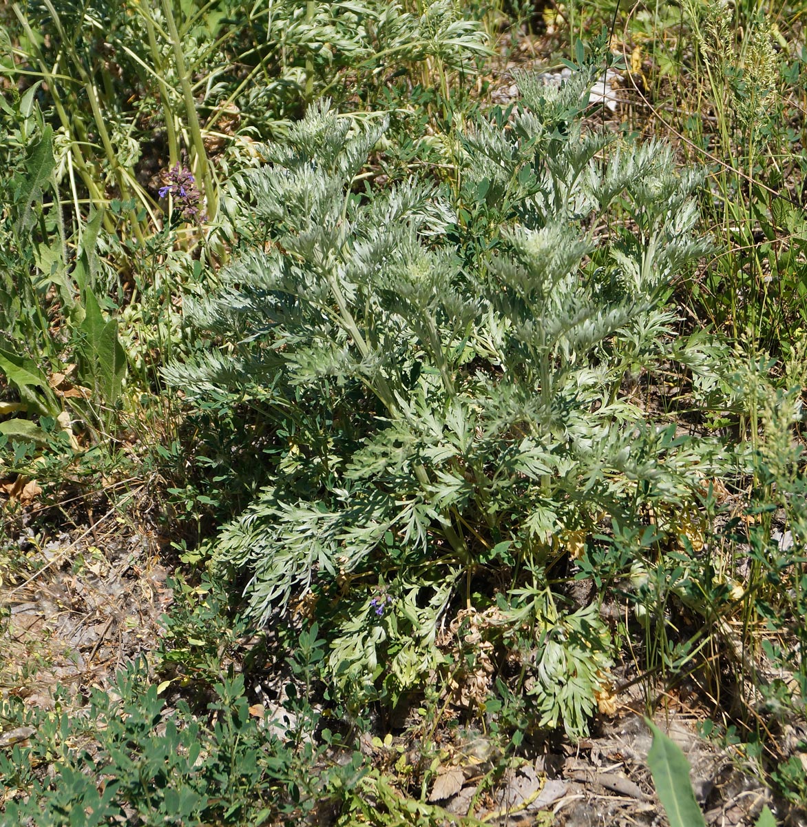 Image of Artemisia absinthium specimen.