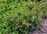 Vaccinium arctostaphylos. Цветущее растение. Адыгея, Фишт-Оштеновский массив, перевал Черкесский, ≈ 1800 м н.у.м., субальпийский луг. 07.07.2017.