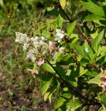 Hydrangea paniculata