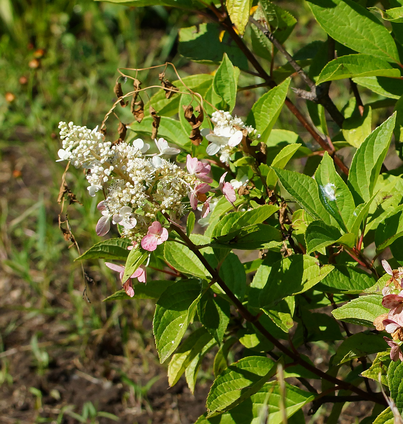 Image of Hydrangea paniculata specimen.