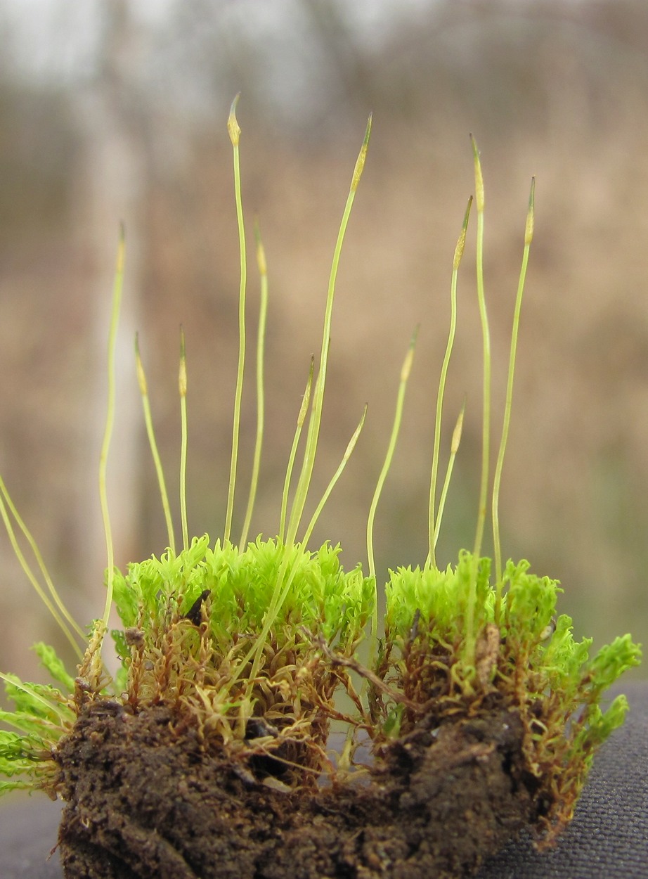 Image of class Bryopsida specimen.