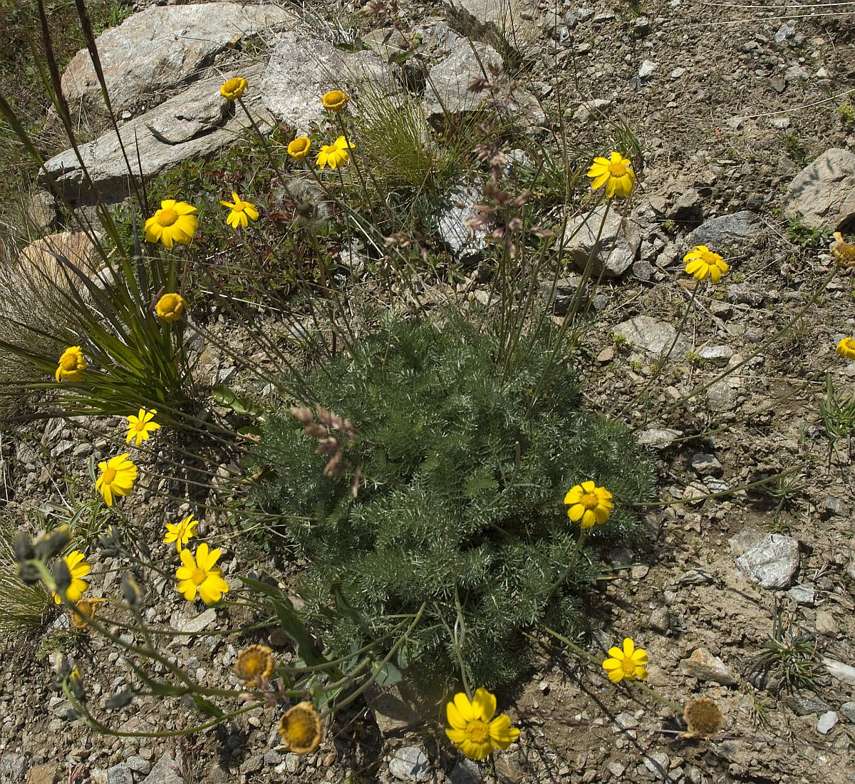 Изображение особи Anthemis marschalliana ssp. pectinata.