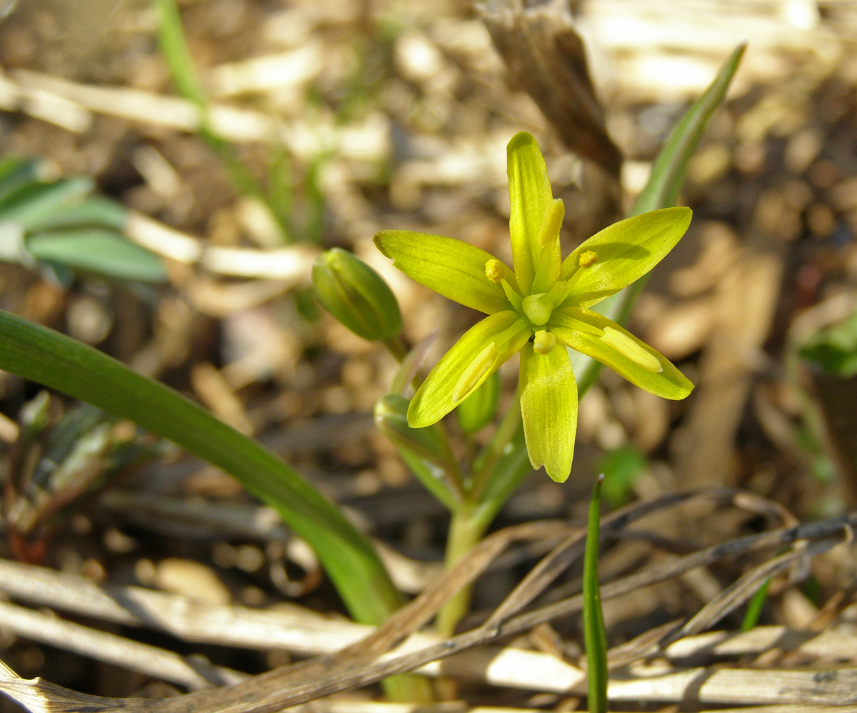 Image of Gagea lutea specimen.