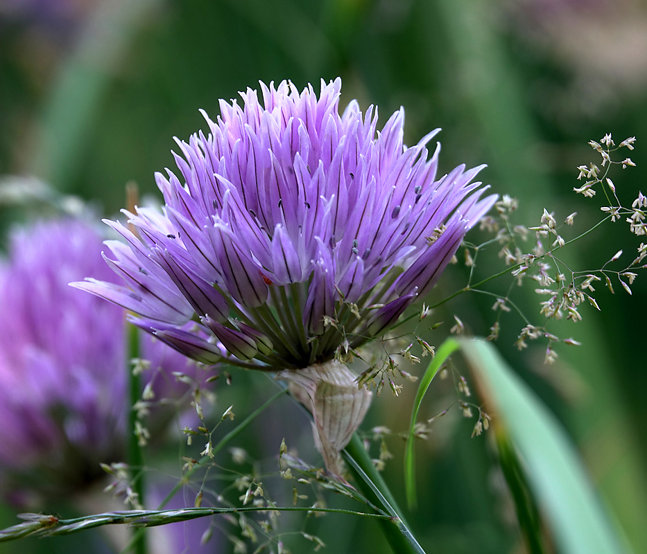 Изображение особи Allium schoenoprasum.