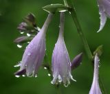 Hosta albomarginata