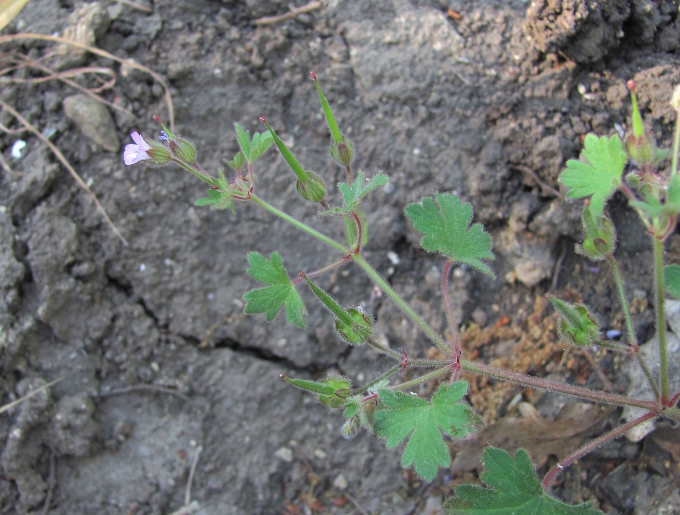 Image of Geranium rotundifolium specimen.