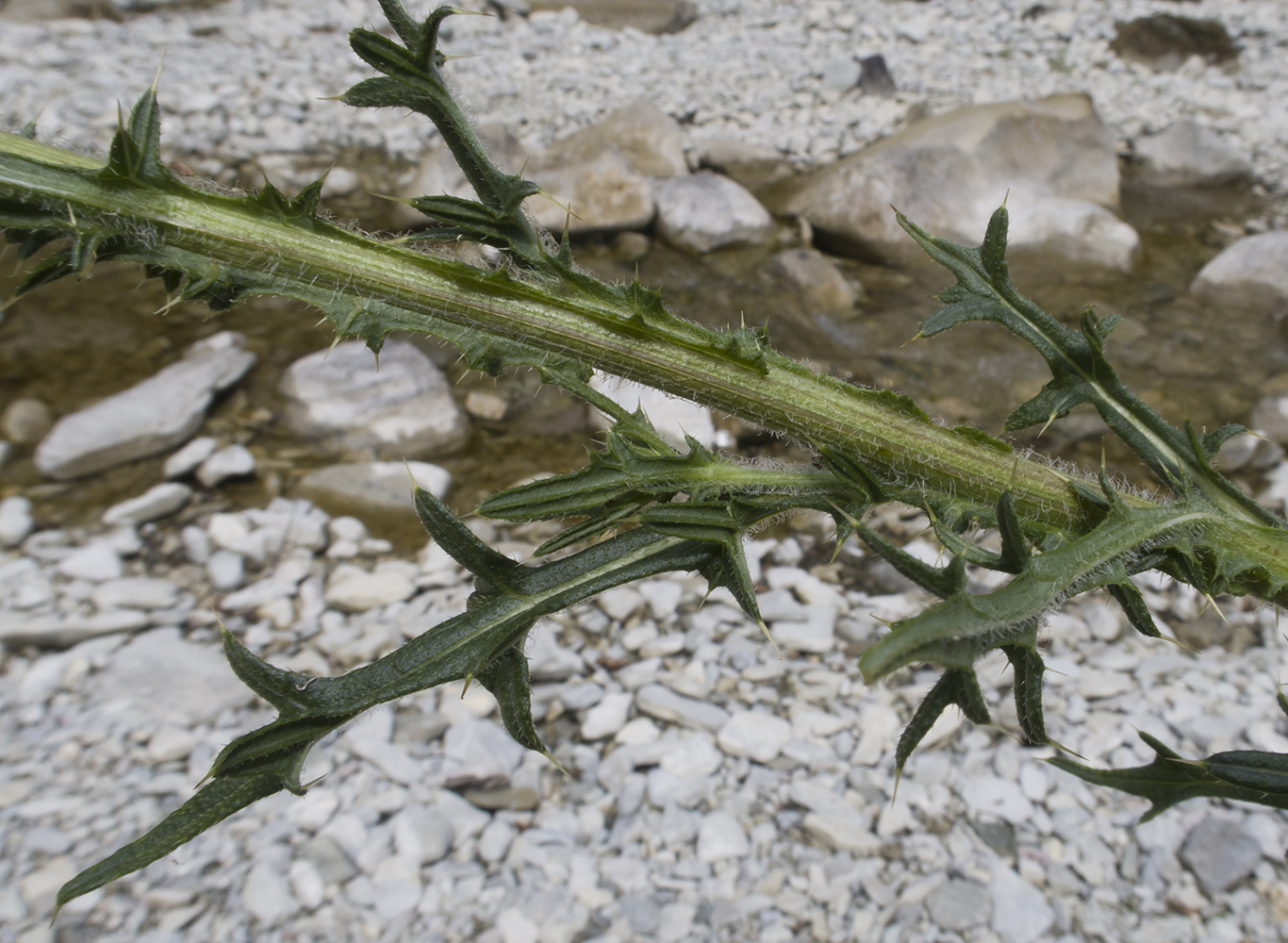 Изображение особи Cirsium vulgare.