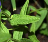 Scutellaria regeliana