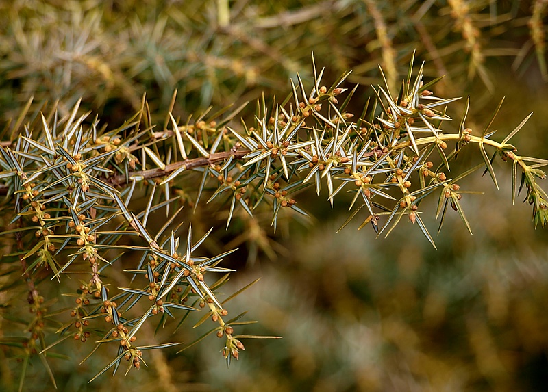 Изображение особи Juniperus oblonga.