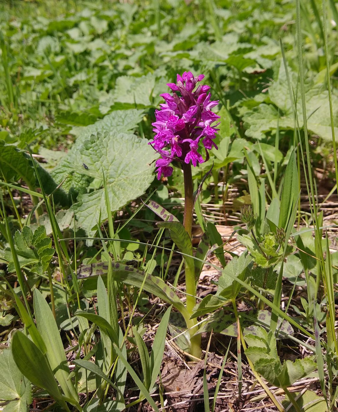 Image of Dactylorhiza urvilleana specimen.