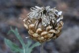 Stemmacantha uniflora