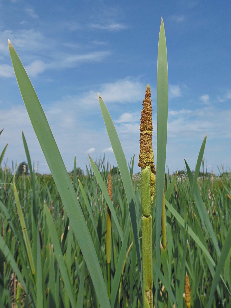 Image of Typha latifolia specimen.