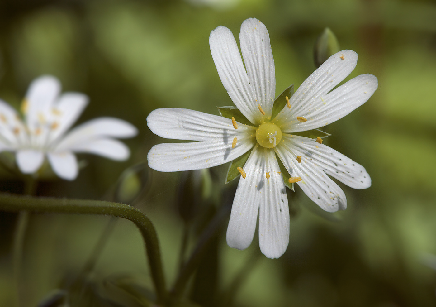 Image of Stellaria holostea specimen.