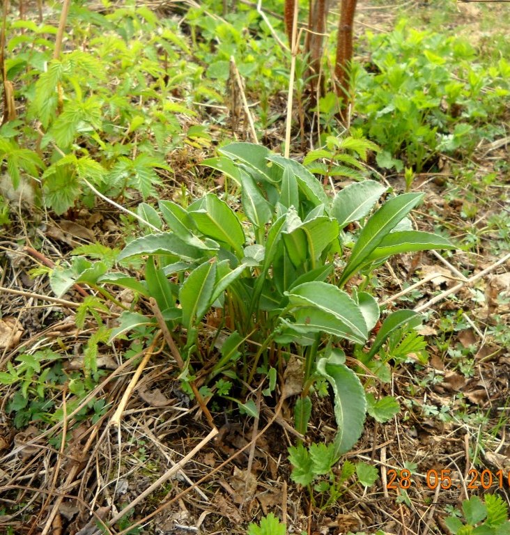 Image of Bistorta officinalis specimen.