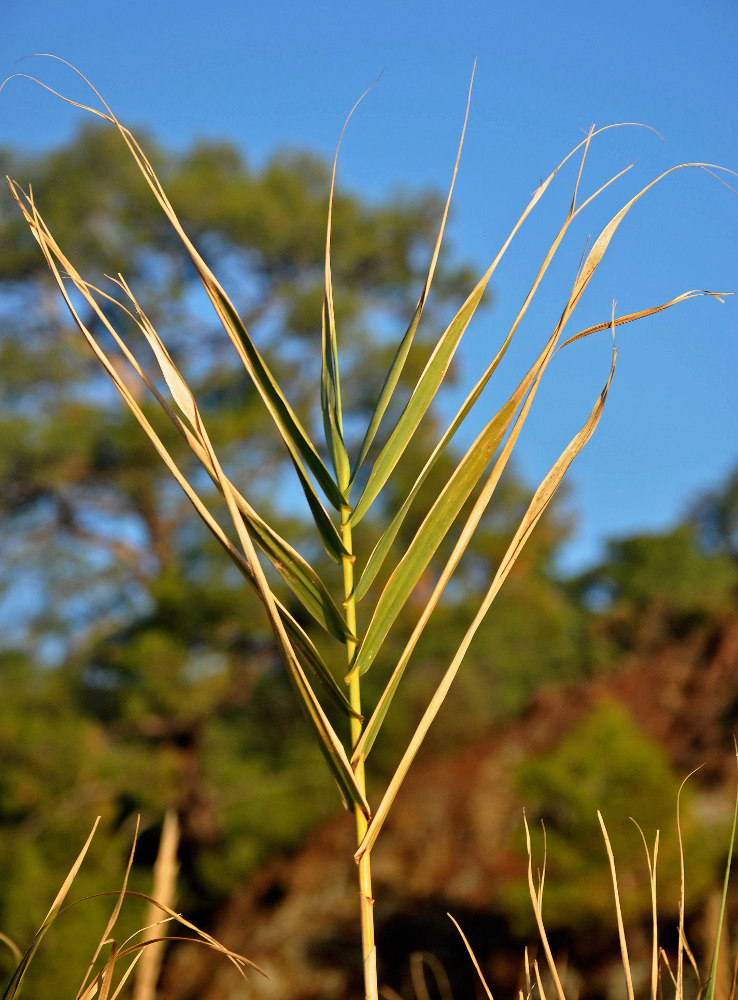 Изображение особи Arundo donax.