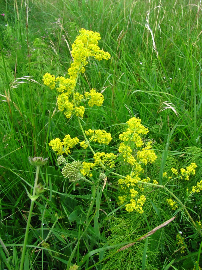 Изображение особи Galium verum.