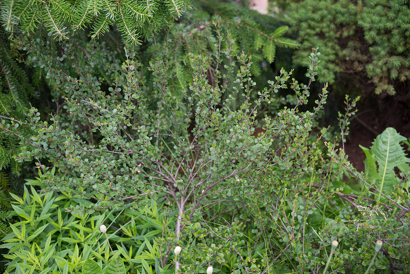 Image of Betula nana specimen.