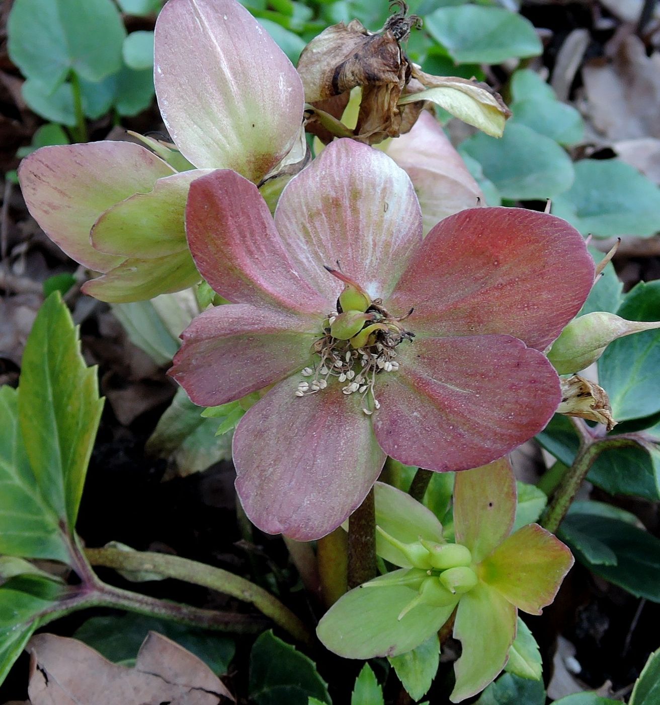 Image of Helleborus niger specimen.