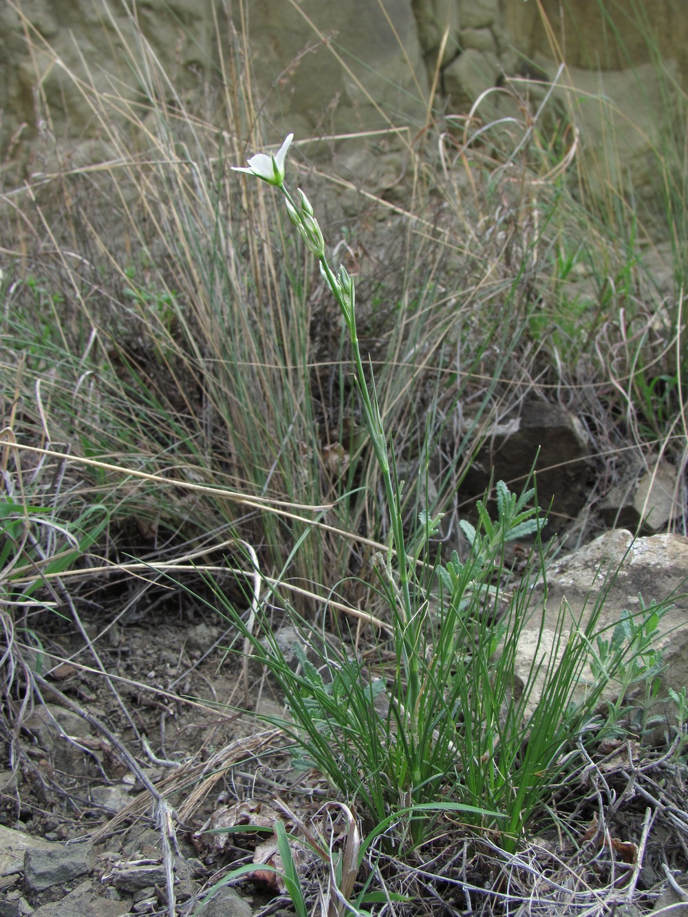 Image of Eremogone holostea specimen.