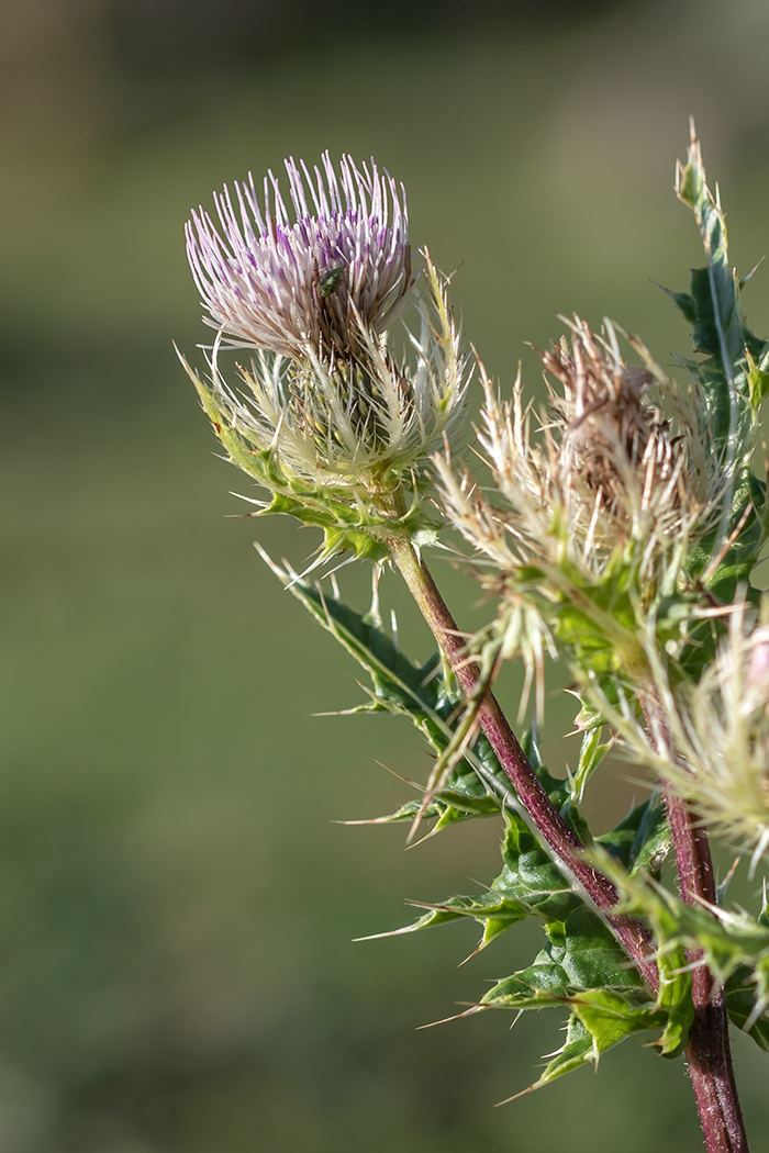 Image of Cirsium obvallatum specimen.