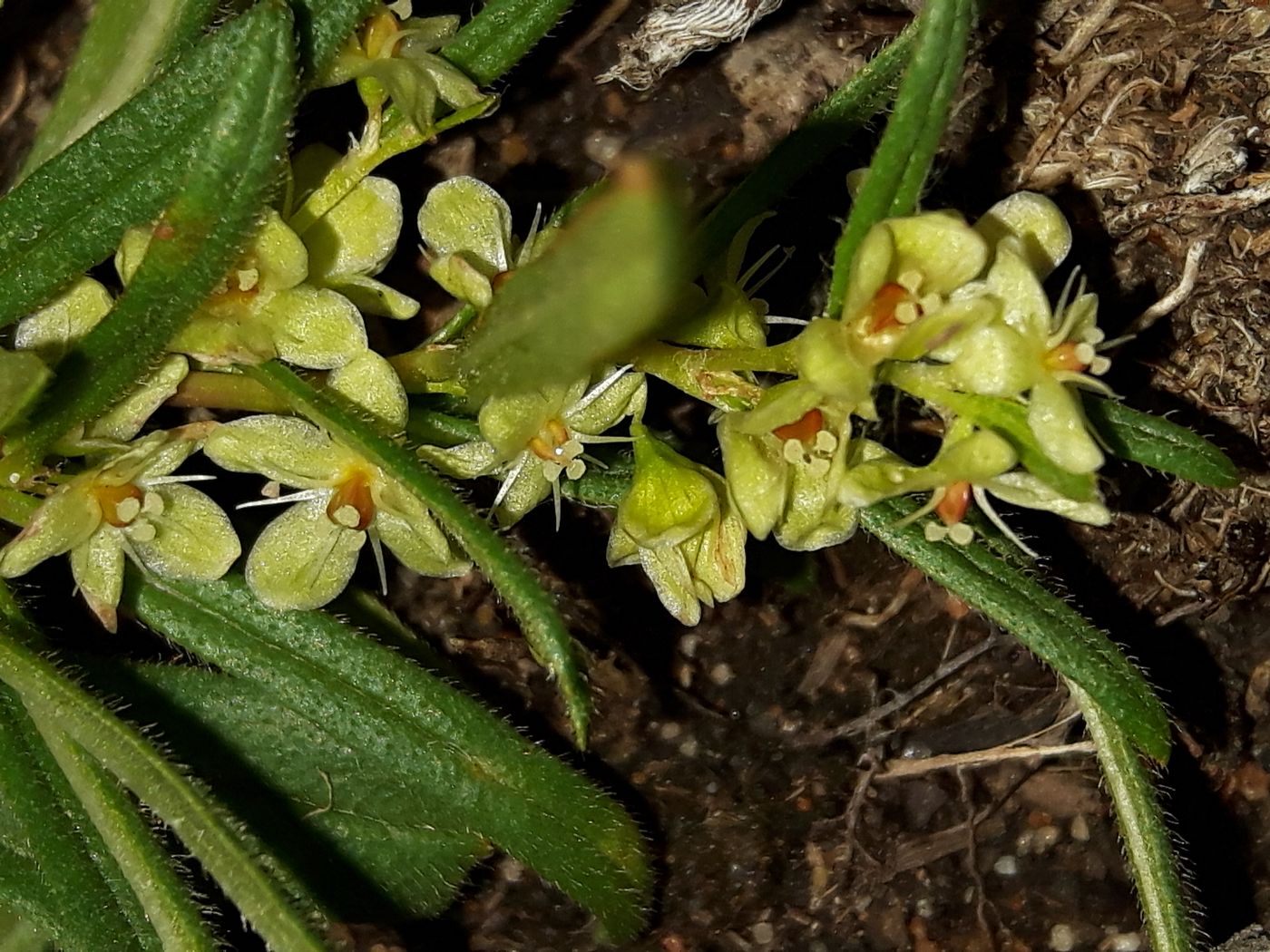 Image of Aconogonon ocreatum var. laxmannii specimen.