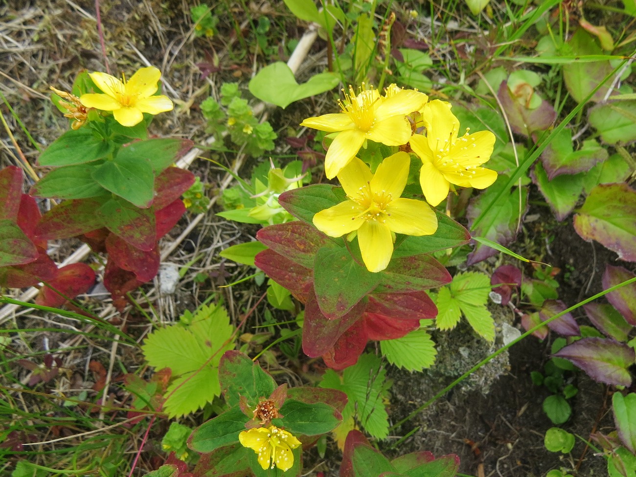 Image of Hypericum kamtschaticum specimen.