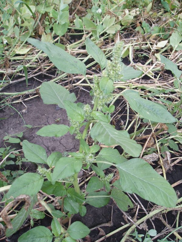 Image of Amaranthus retroflexus specimen.