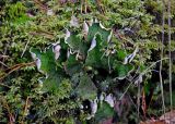 Peltigera aphthosa. Таллом на поросшем мхами камне. Ленинградская обл., Выборг, парк Монрепо, смешанный лес. 02.11.2019.