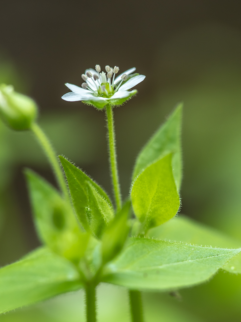 Изображение особи Myosoton aquaticum.